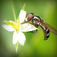 /album/multheborbe/photolia-a02-jpg/