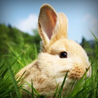 /album/multheborbe/photolia-a03-jpg/