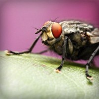 /album/multheborbe/photolia-a08-jpg/